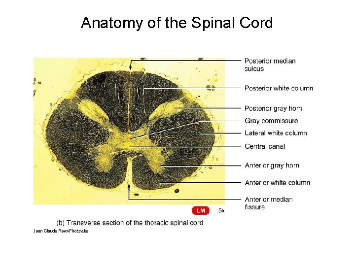 Anatomy of the Spinal Cord 