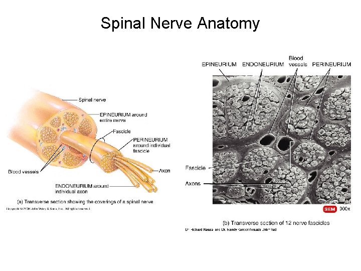 Spinal Nerve Anatomy 