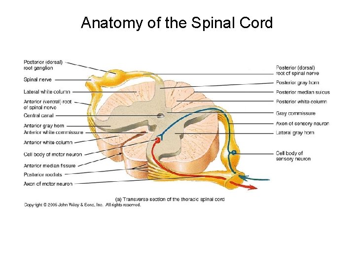 Anatomy of the Spinal Cord 