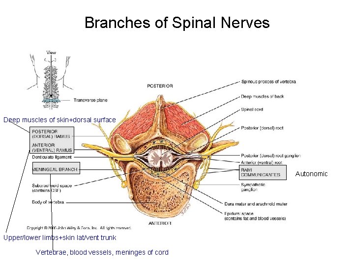 Branches of Spinal Nerves Deep muscles of skin+dorsal surface Autonomic Upper/lower limbs+skin lat/vent trunk