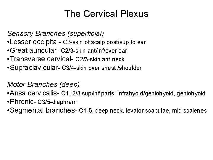 The Cervical Plexus Sensory Branches (superficial) • Lesser occipital- C 2 -skin of scalp