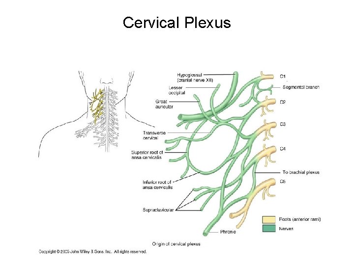 Cervical Plexus 