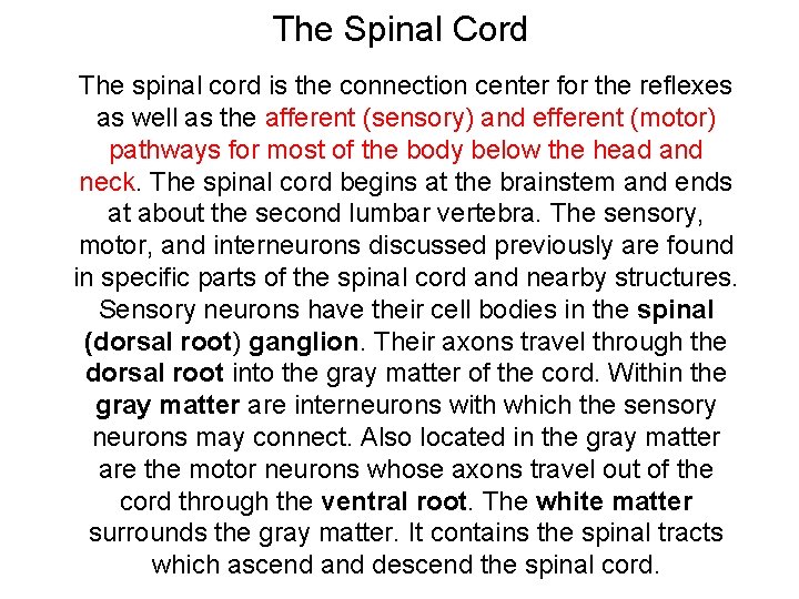 The Spinal Cord The spinal cord is the connection center for the reflexes as