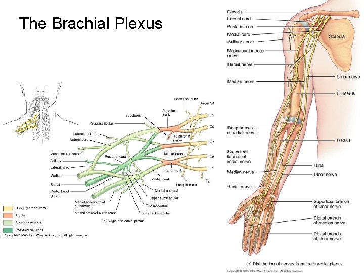 The Brachial Plexus 