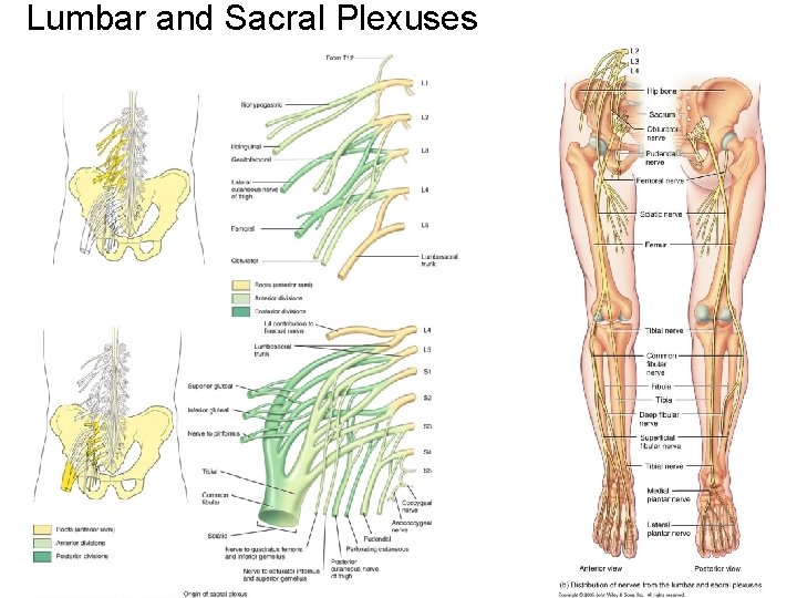Lumbar and Sacral Plexuses 