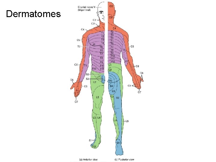 Dermatomes 