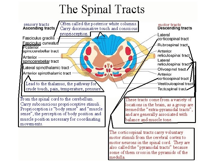 The Spinal Tracts 
