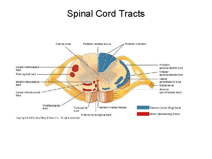 Spinal Cord Tracts 