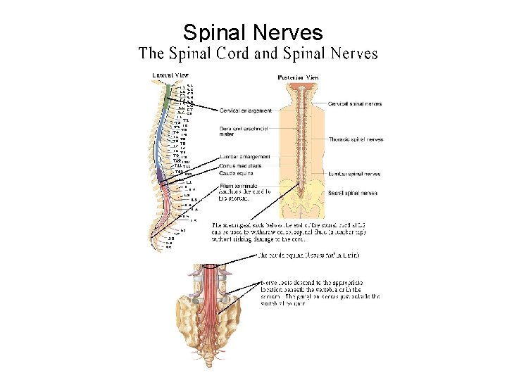 Spinal Nerves 