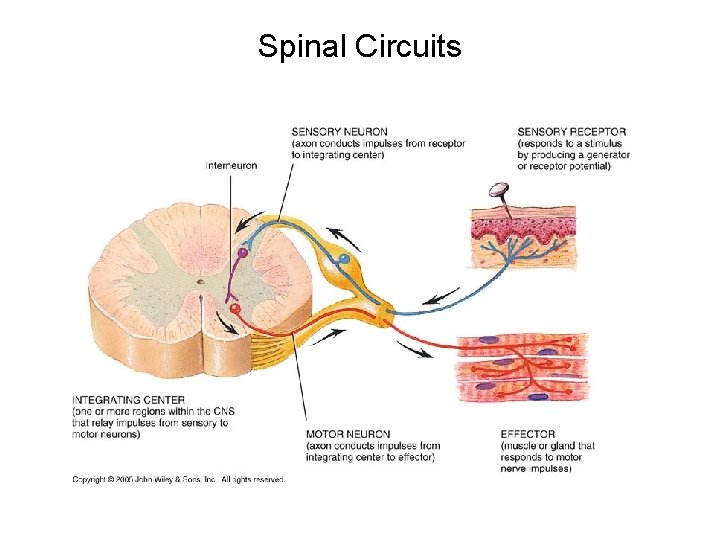 Spinal Circuits 