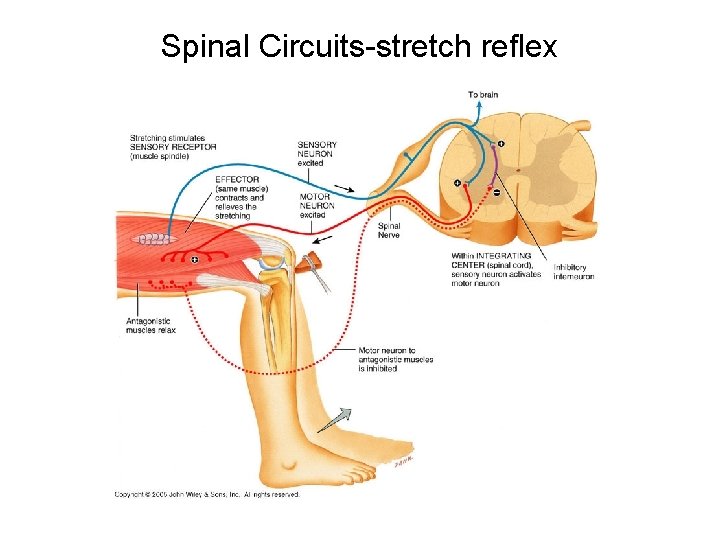 Spinal Circuits-stretch reflex 