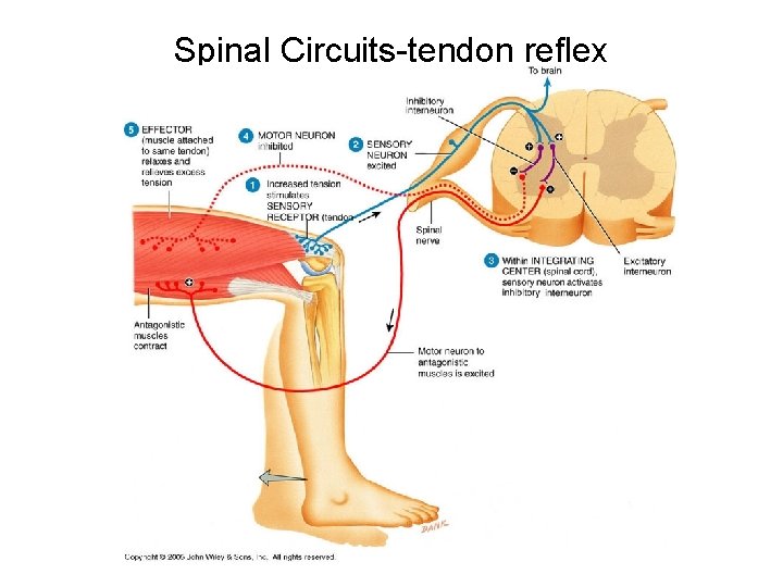 Spinal Circuits-tendon reflex 
