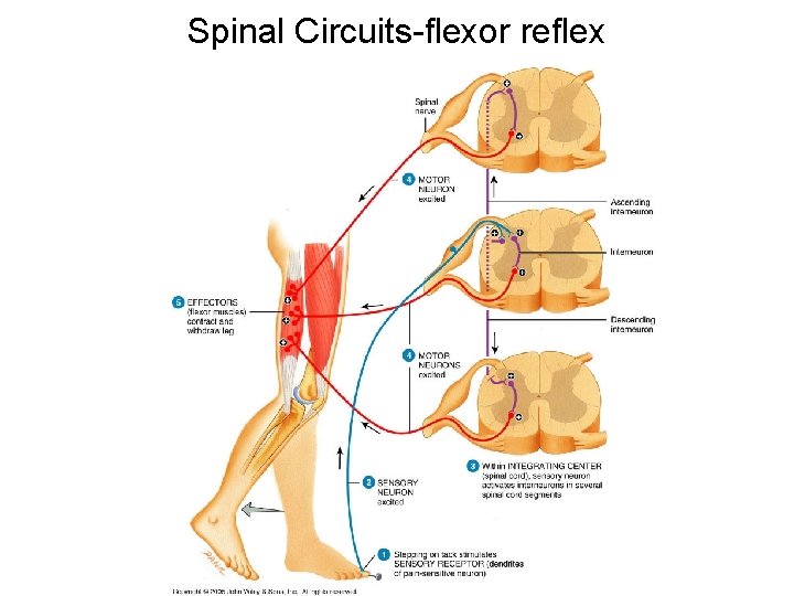 Spinal Circuits-flexor reflex 