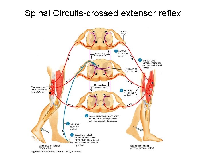 Spinal Circuits-crossed extensor reflex 