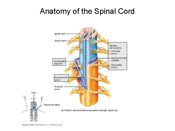 Anatomy of the Spinal Cord 