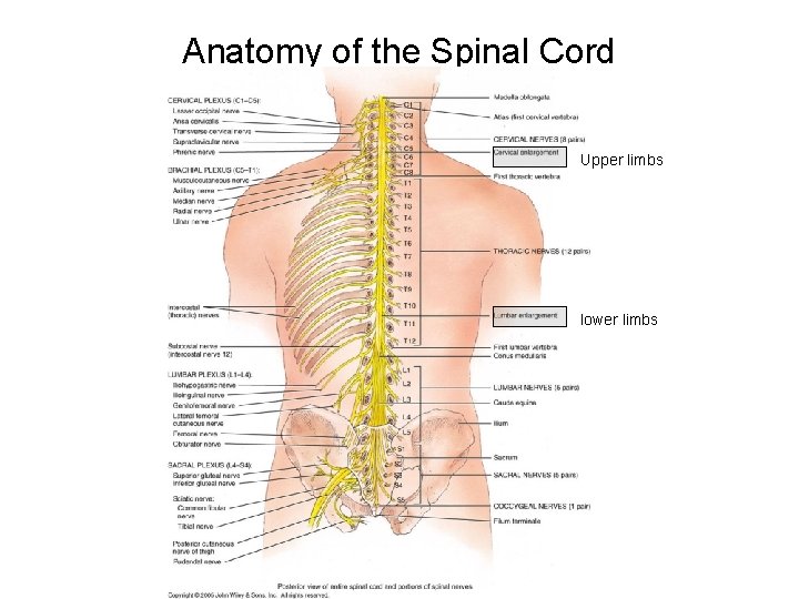 Anatomy of the Spinal Cord Upper limbs lower limbs 