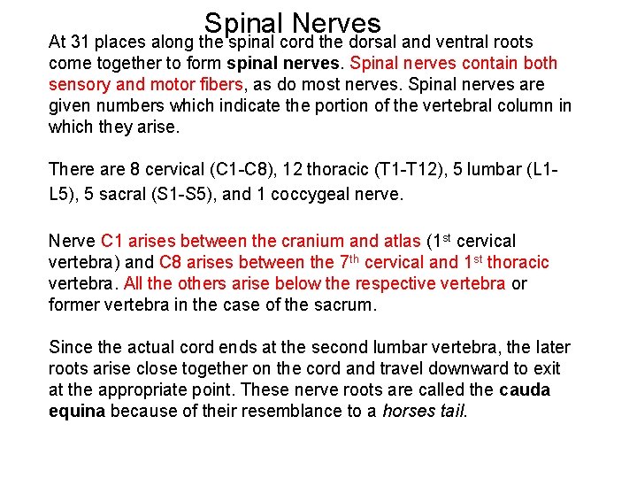 Spinal Nerves At 31 places along the spinal cord the dorsal and ventral roots