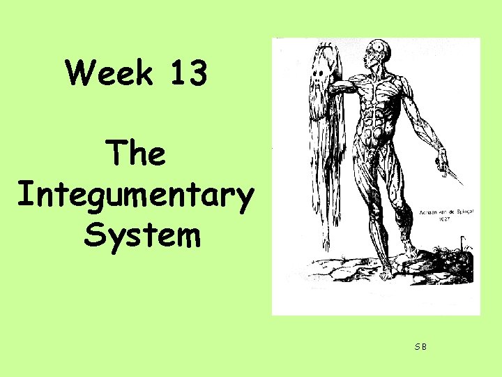 Week 13 The Integumentary System SB 