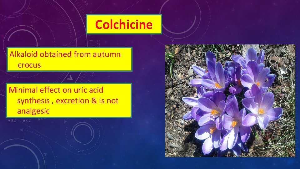 Colchicine Alkaloid obtained from autumn crocus Minimal effect on uric acid synthesis , excretion