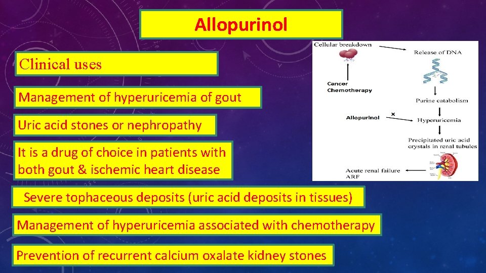 Allopurinol Clinical uses Management of hyperuricemia of gout Uric acid stones or nephropathy It