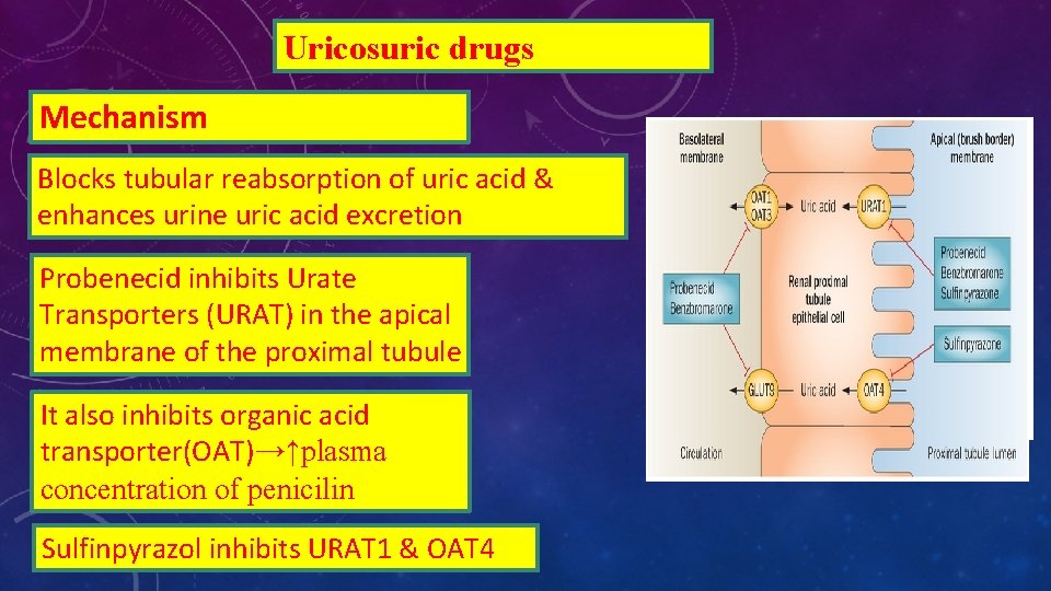 Uricosuric drugs Mechanism Blocks tubular reabsorption of uric acid & enhances urine uric acid