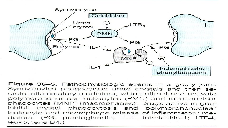 DRUGS IN GOUT ilos Know the pathophysiology of