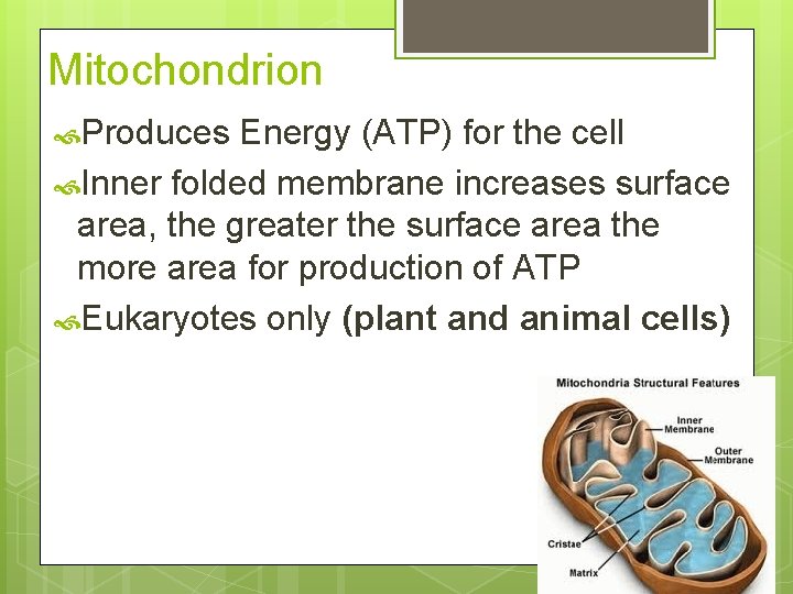 Mitochondrion Produces Energy (ATP) for the cell Inner folded membrane increases surface area, the
