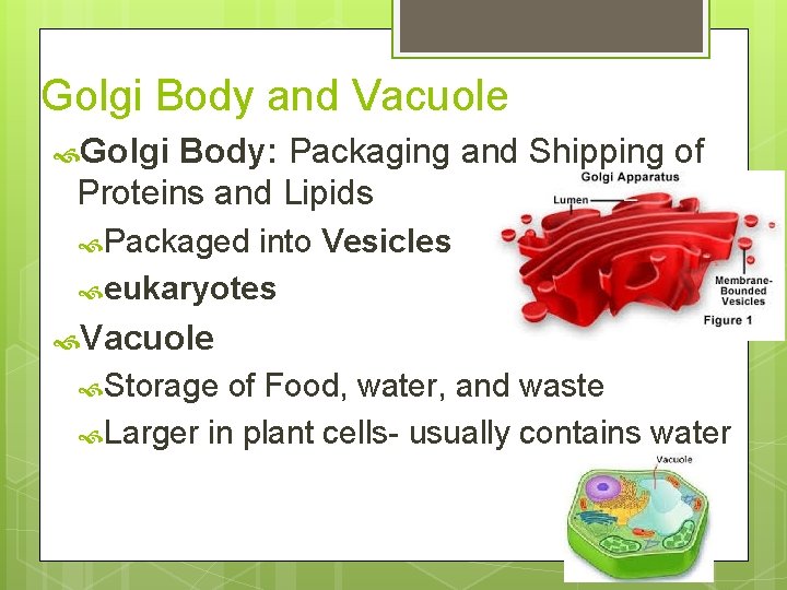 Golgi Body and Vacuole Golgi Body: Packaging and Shipping of Proteins and Lipids Packaged