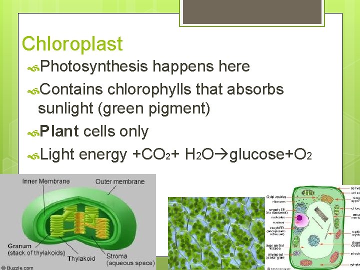 Chloroplast Photosynthesis happens here Contains chlorophylls that absorbs sunlight (green pigment) Plant cells only