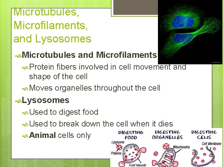 Microtubules, Microfilaments, and Lysosomes Microtubules and Microfilaments Protein fibers involved in cell movement and