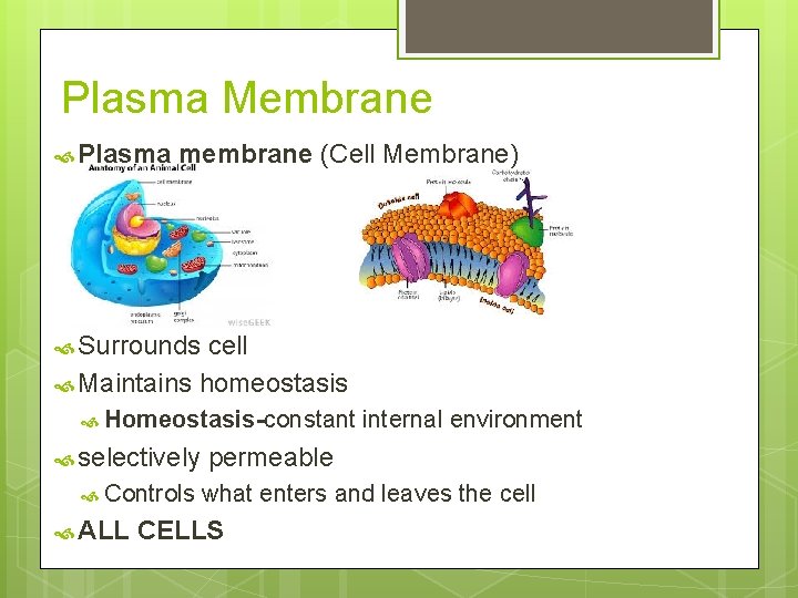 Plasma Membrane Plasma membrane (Cell Membrane) Surrounds cell Maintains homeostasis Homeostasis-constant selectively Controls ALL