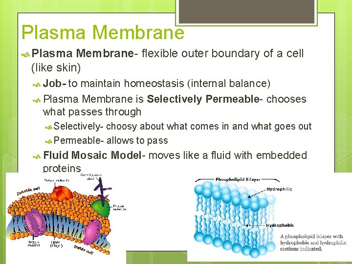 Plasma Membrane Plasma Membrane- flexible outer boundary of a cell (like skin) Job- to