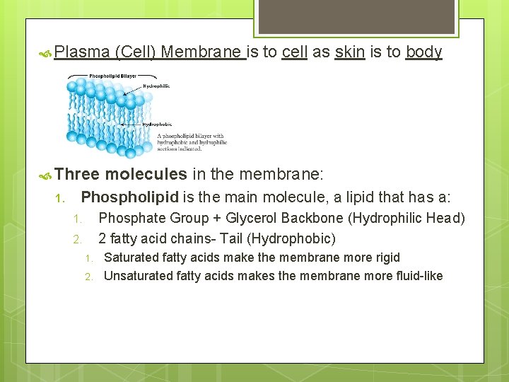  Plasma Three 1. (Cell) Membrane is to cell as skin is to body
