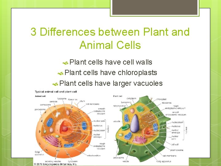 3 Differences between Plant and Animal Cells Plant cells have cell walls Plant cells