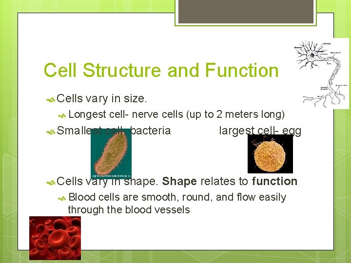 Cell Structure and Function Cells vary in size. Longest Smallest Cells cell- nerve cells