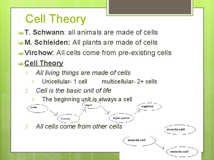 Cell Theory T. Schwann: all animals are made of cells M. Schleiden: All plants