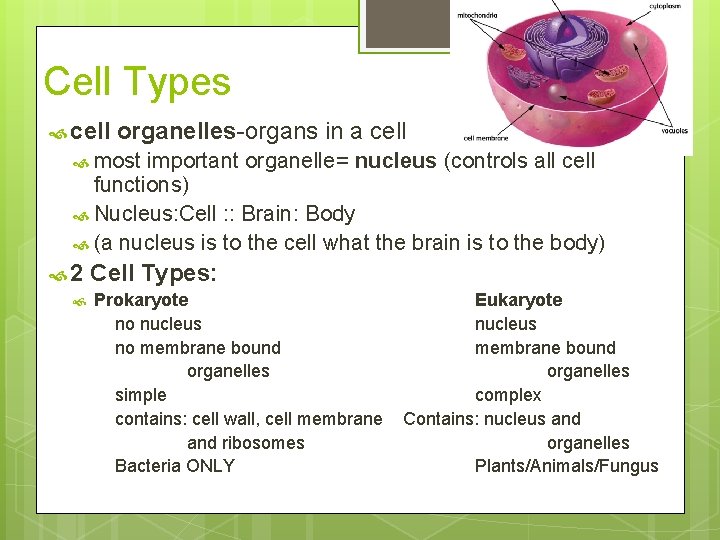 Cell Types cell organelles-organs in a cell most important organelle= nucleus (controls all cell