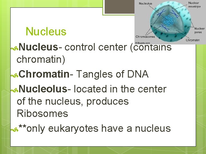 Nucleus- control center (contains chromatin) Chromatin- Tangles of DNA Nucleolus- located in the center