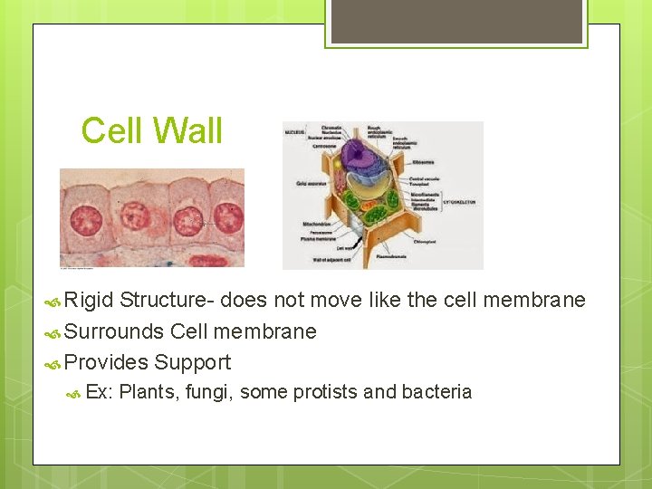 Cell Wall Rigid Structure- does not move like the cell membrane Surrounds Cell membrane