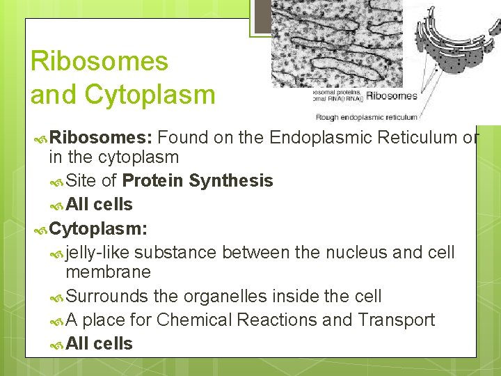 Ribosomes and Cytoplasm Ribosomes: Found on the Endoplasmic Reticulum or in the cytoplasm Site