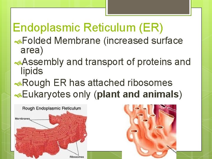Endoplasmic Reticulum (ER) Folded Membrane (increased surface area) Assembly and transport of proteins and
