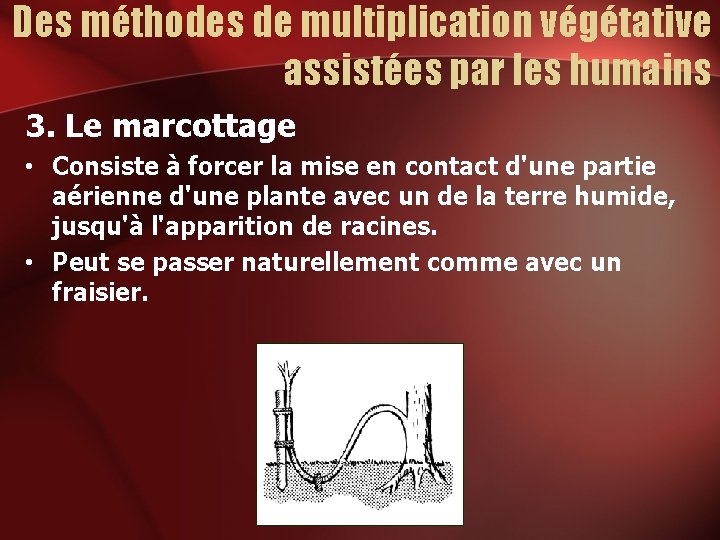 Des méthodes de multiplication végétative assistées par les humains 3. Le marcottage • Consiste