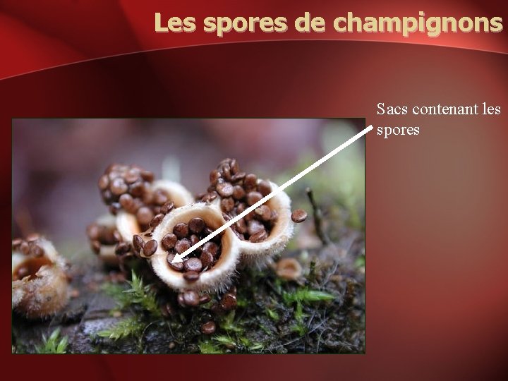 Les spores de champignons Sacs contenant les spores 