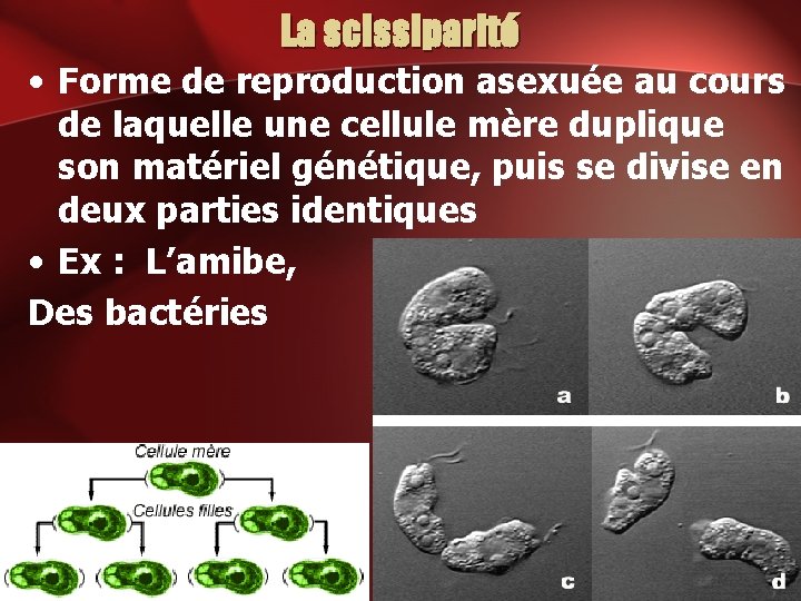 La scissiparité • Forme de reproduction asexuée au cours de laquelle une cellule mère