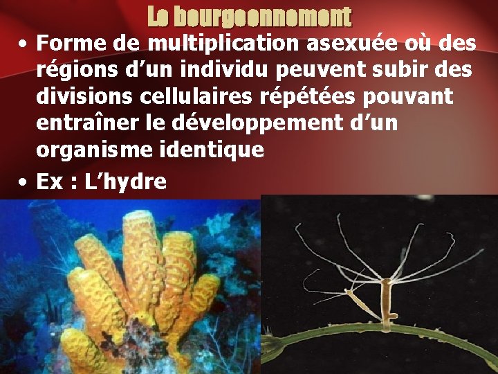 Le bourgeonnement • Forme de multiplication asexuée où des régions d’un individu peuvent subir