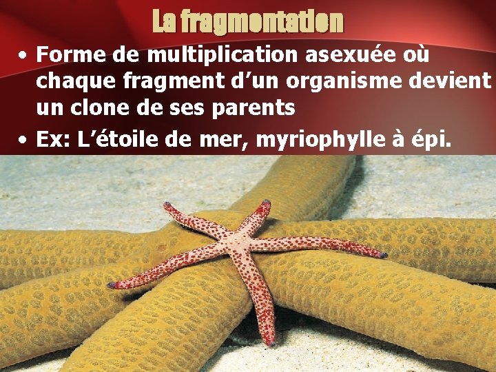 La fragmentation • Forme de multiplication asexuée où chaque fragment d’un organisme devient un