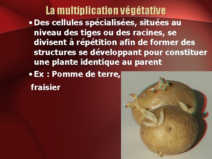 La multiplication végétative • Des cellules spécialisées, situées au niveau des tiges ou des