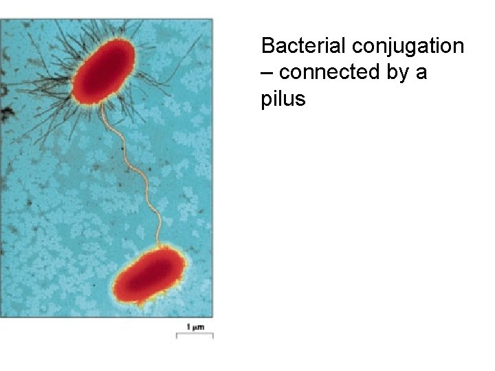 Bacterial conjugation – connected by a pilus 