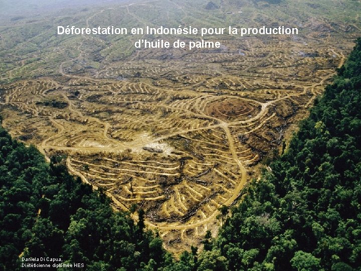 Déforestation en Indonésie pour la production d’huile de palme Daniela Di Capua, Diététicienne diplômée
