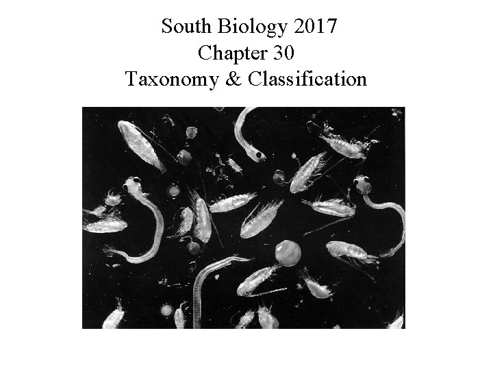  South Biology 2017 Chapter 30 Taxonomy & Classification 